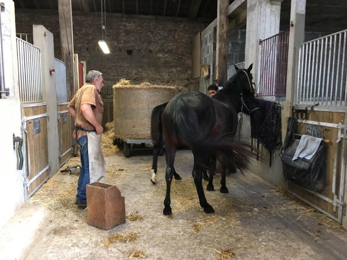 Ferme Gite Equestre En Charente Confolens Extérieur photo